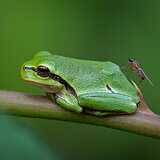 Amphibians